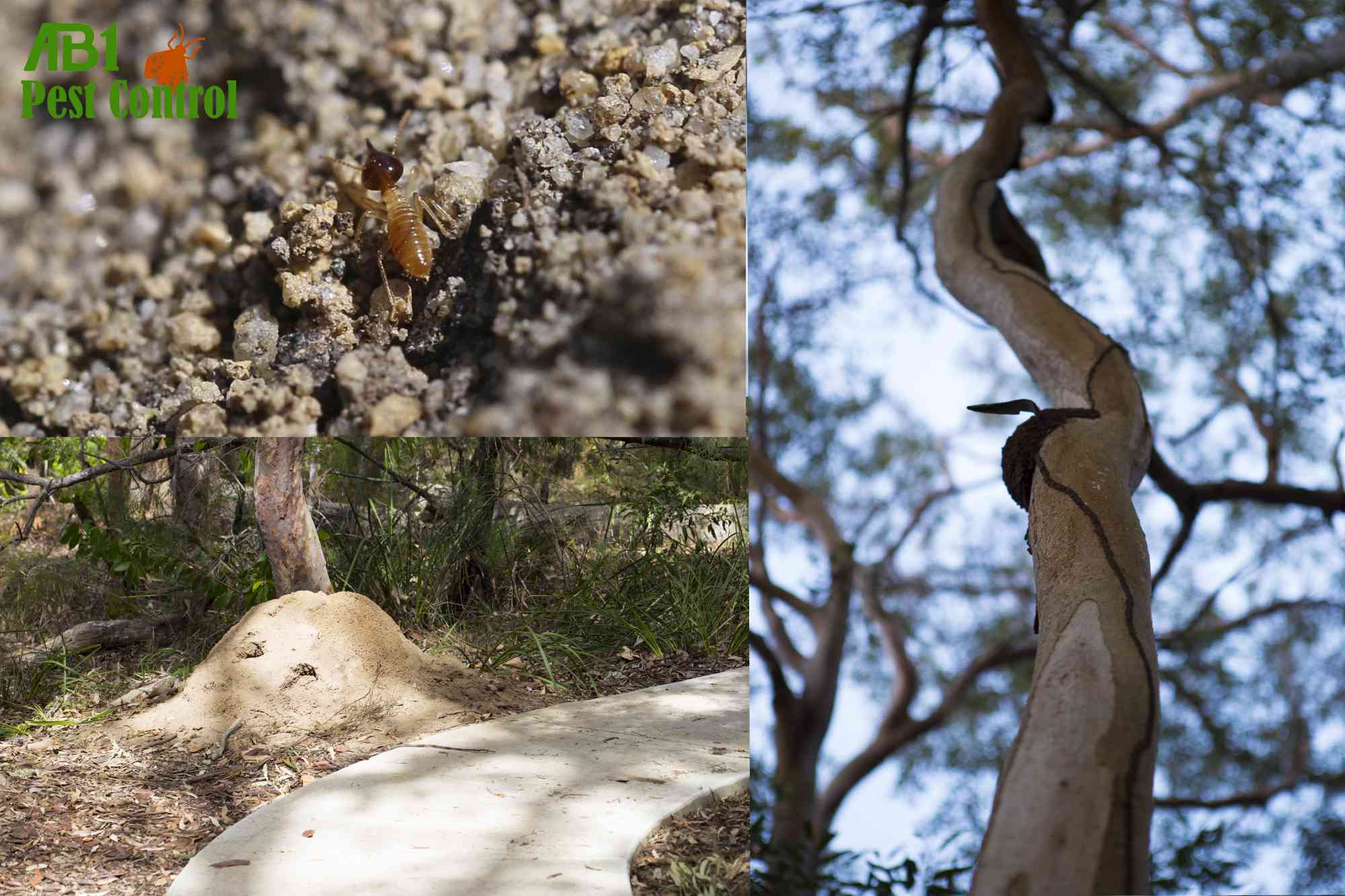 Termite nests