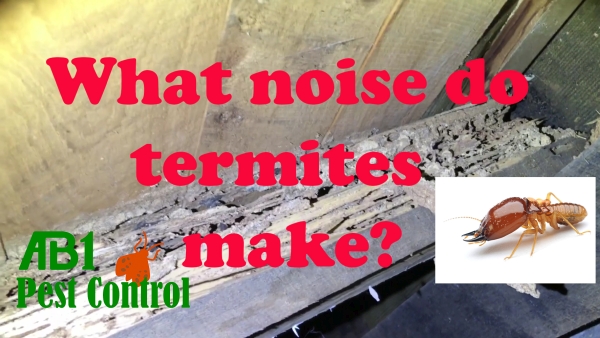 The sounds of termites