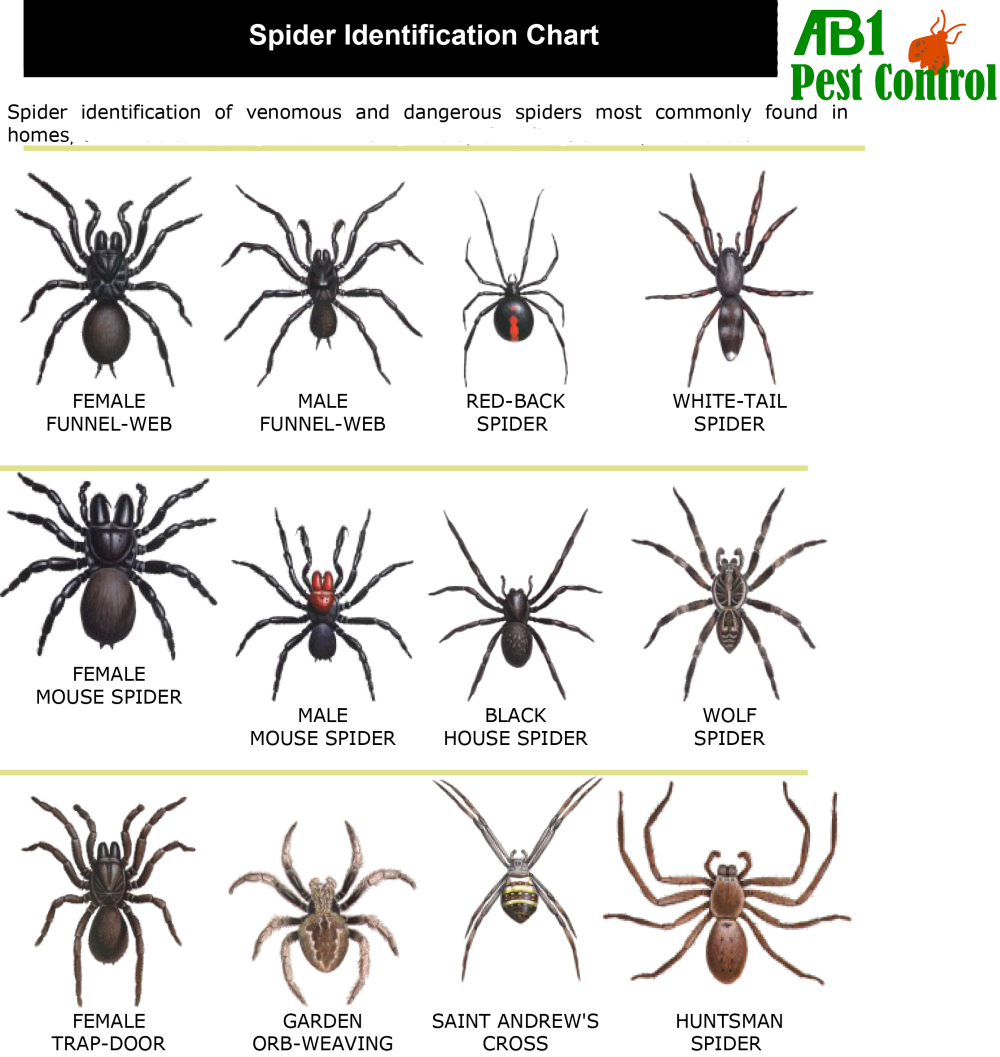 Sydney Spider Identification Chart