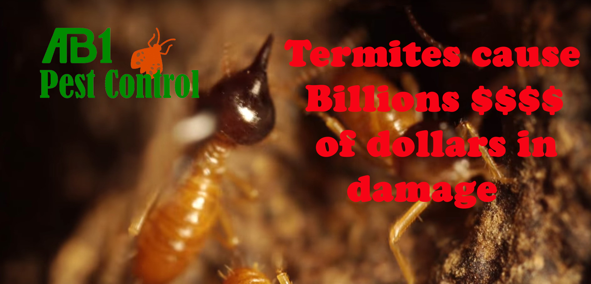 Science of Termites