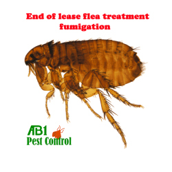 Flea Treatment