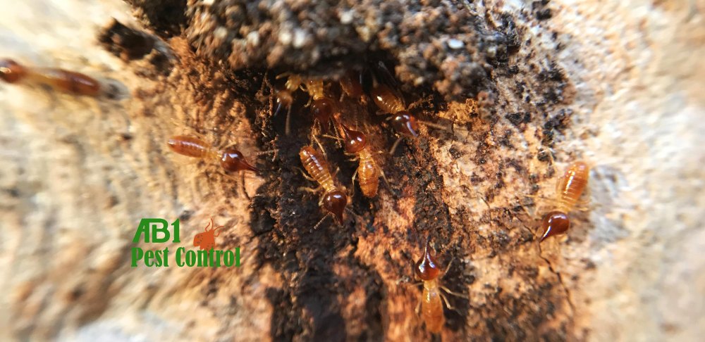 Oatley termites