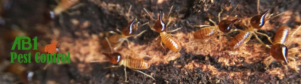 Termite Colony