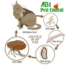 Lifecycle of fleas