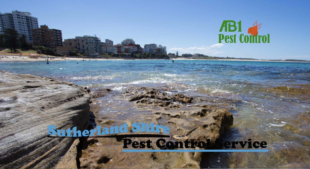 Sutherland Shire Cronulla Beach