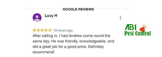 5 Star Google Review