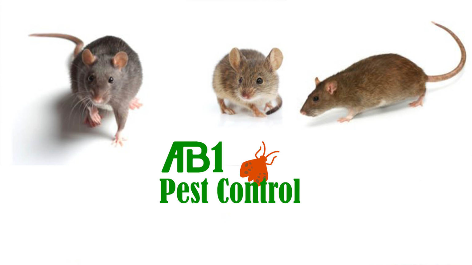 Pest Control Kogarah Bay & Termite Specialist