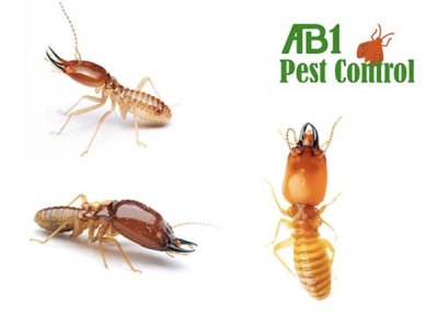 Termites In St George