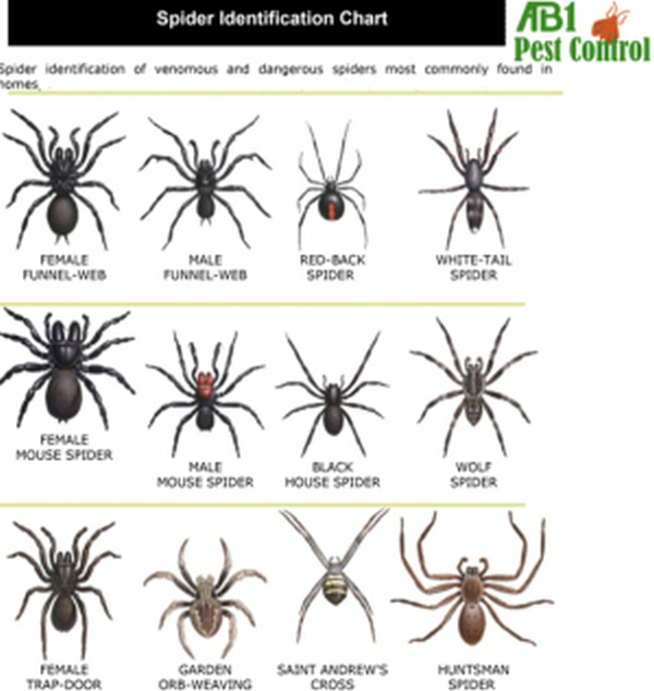 Sutherland Shire Spiders