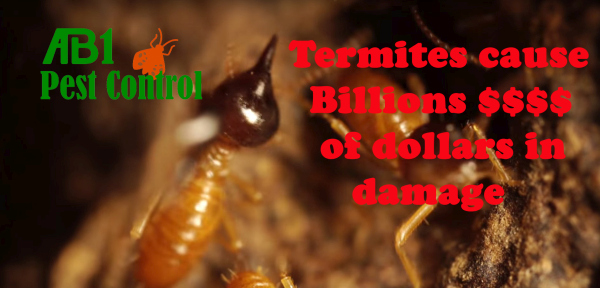 Cost of damage by termites