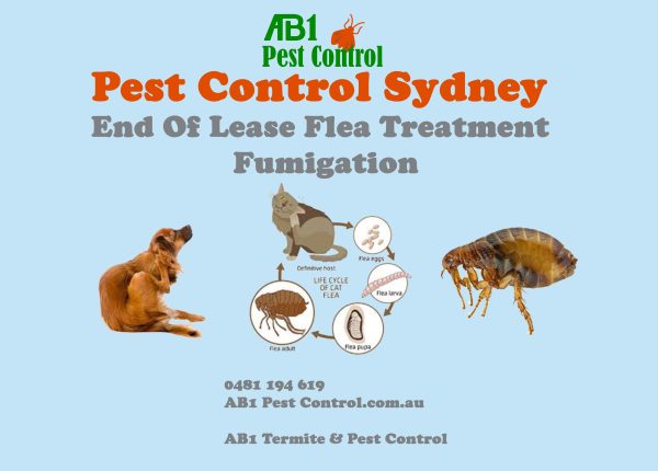 End Of Lease Flea Treatment