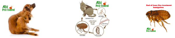 End Of Lease Flea Treatment