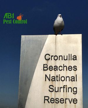 Cronulla Seagull