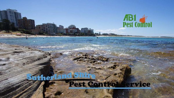 Cronulla Beach Scene