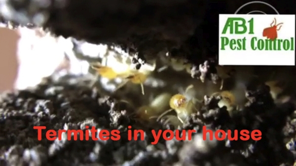 Termites in your house