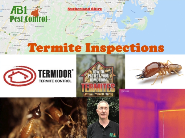 Termite Inspection Sutherland Shire