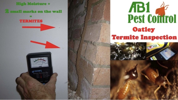 Termite Inspection Oatley