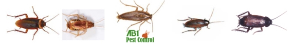 Pest control cockroaches Oatley