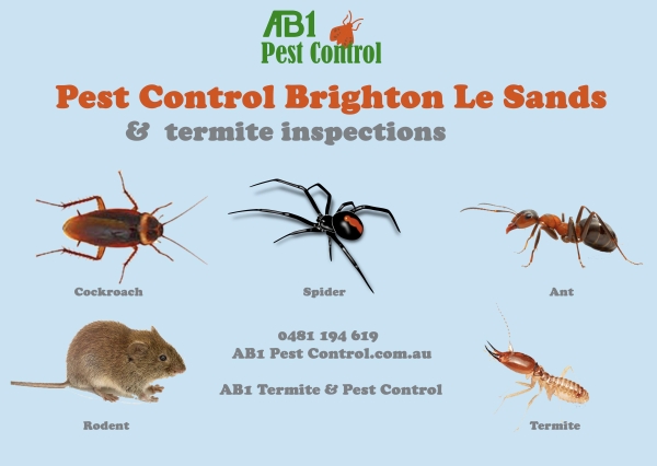 Brighton Le Sands Pest Service