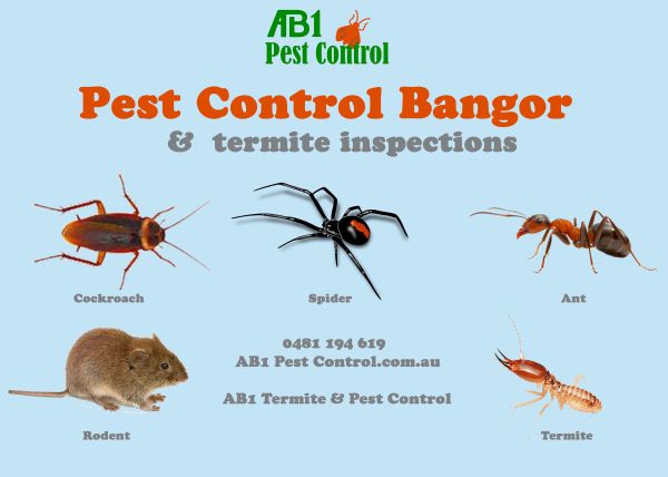 Bangor Pest Service