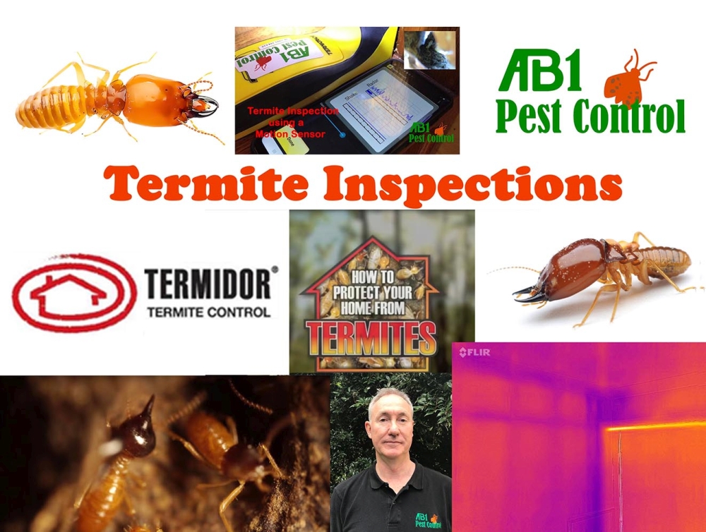 Finding Active Termites