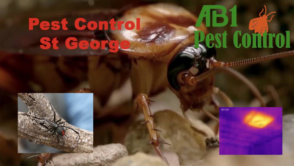 Pest Control St George