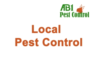 Pest Control Near Kogarah NSW